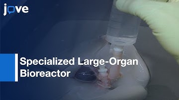 Nonhuman Primate Lung Decellularization & Recellularization l Protocol Preview