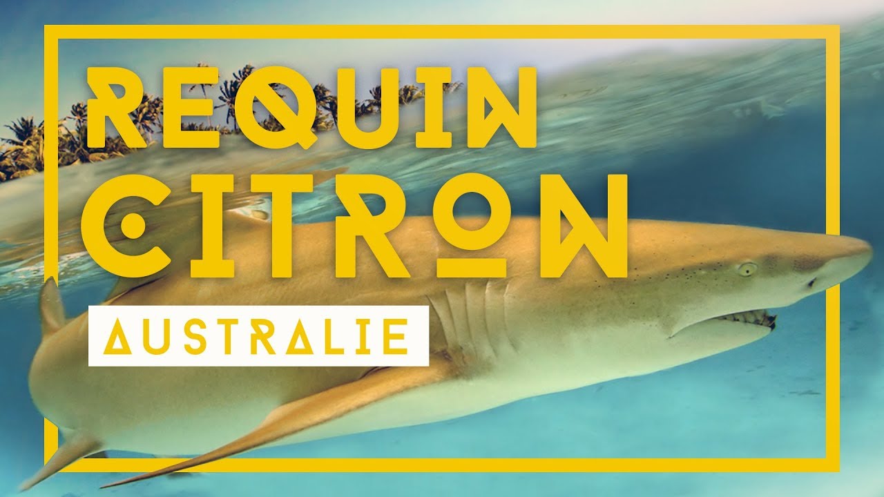 Nager Avec Un Requin Citron Est Ce Dangereux Oui Selon Ma Maman Youtube Nager Avec Un Requin Citron Est Ce Dangereux Oui Selon Ma Maman Youtube