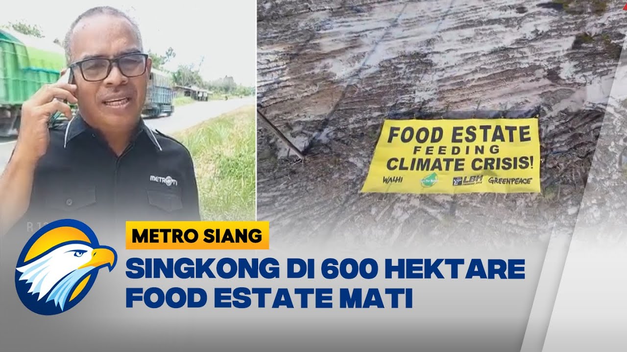 Singkong Di 600 Hektare Food Estate Mati