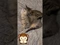#monkeys #cats