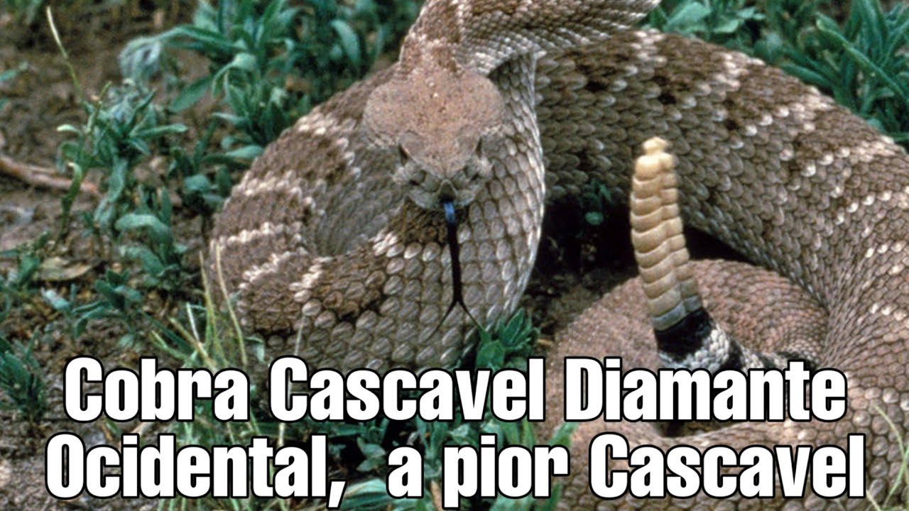 Cobra Cascavel Diamante Ocidental,  a Pior Cascavel | Biólogo Henrique das Serpentes