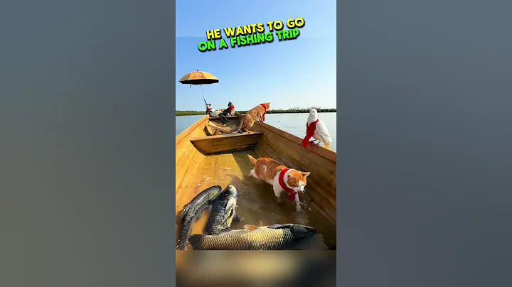 He Takes His Cats With Him On A Fishing Trip 🥹 #shorts