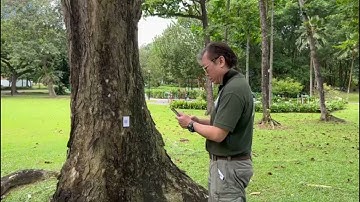 Compile of QR code on trees for tree tagging and identification | Treescape