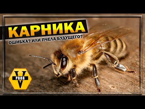 Видео: Почему предпочитают итальянских пчел?