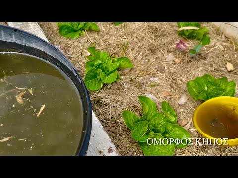 Βίντεο: Τσάι κοπριάς για τον κήπο: Πώς να φτιάξετε τσάι κοπριάς