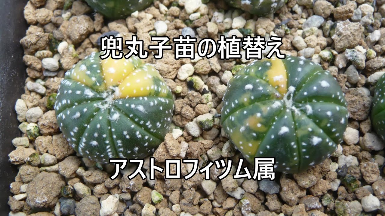 HUMOR]アストロフィツム属 嬉しかっ 「兜」☆モンスト/ サボテン 