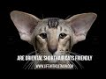 Are Oriental Shorthair cats friendly の動画、YouTube動画。