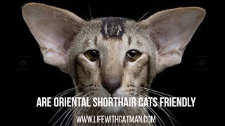 Are Oriental Shorthair cats friendly