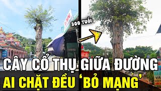 Cây cổ thụ HƠN 300 TUỔI đứng chắn giữa đường, ai dám chặt đều gặp tai họa &#39;BỎ MẠNG&#39; | Tin nhanh 24h