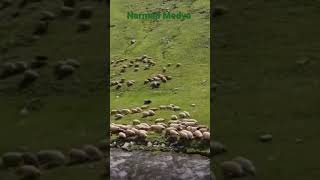 Bizimeller ..Erzurum