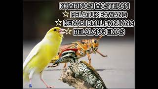 MASTERAN JERNIH || PELATUK BAWANG VS KENARI ROLL PANJANG VS BELALANG EMAS || 🔆