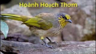 Tiếng Chim HOÀNH HOẠCH THƠM Mồi Hót Chuẩn MP3 Hay Nhất