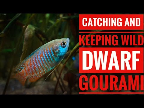 Catching wild Dwarf