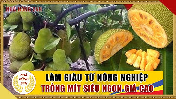 Cây mít nghệ khổng lồ múi to độc lạ giá cao | Làm giàu từ nhà nông | Cuộc sống 24h nhà nông