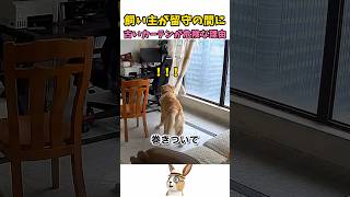 古いカーテンが犬にとって危険な理由