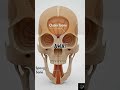 The Black Box That Saves Lives After Plane Crashes Was Designed by Copying a Woodpecker's Skull