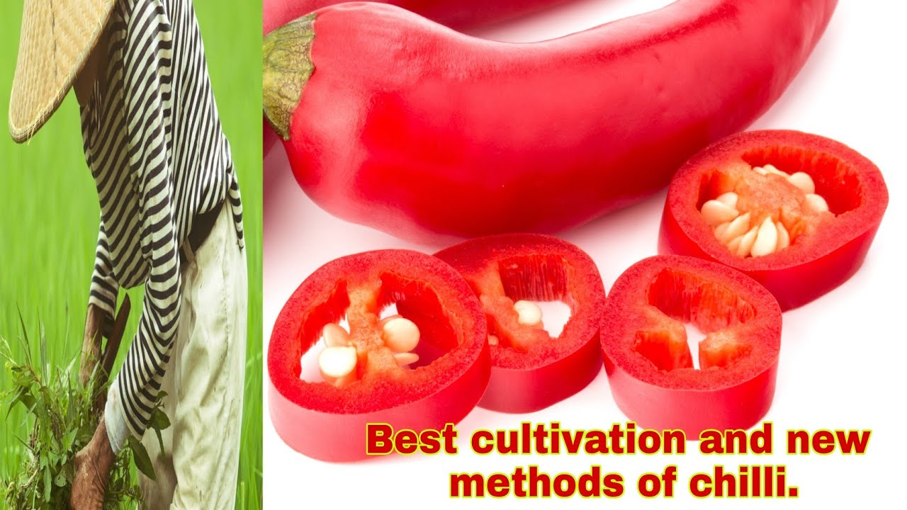 Best cultivation and new methods of chilli. - YouTube