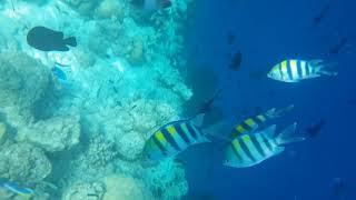 20201117 AM 8:00 Maldives Vilamendhoo 몰디브 빌라멘두 스노클링3