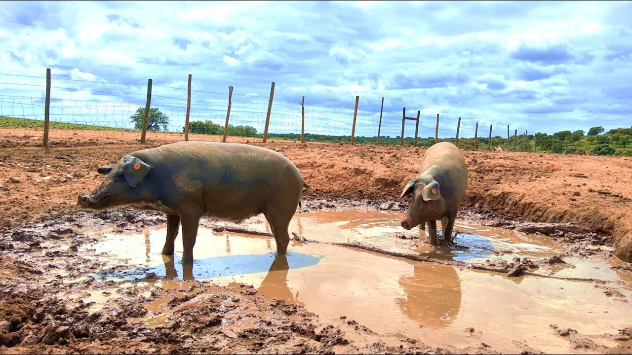 Why pigs go in the mud