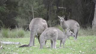 Mating Kangaroos | First time mating with female kangaroos | First breeding experience of kangaroos