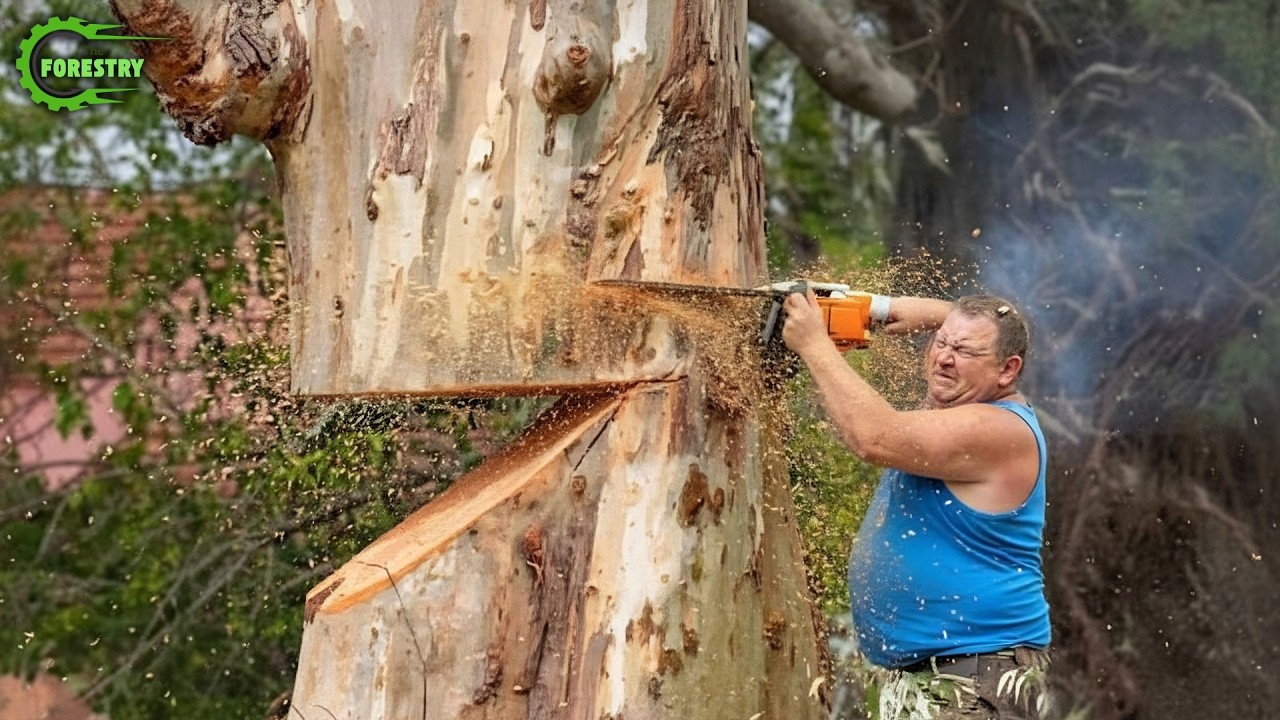 Idiots With Chainsaws: Tree Cutting Fails | Extreme Dangerous Logging ...