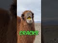 Camel's Hilarious Lemon Reaction
