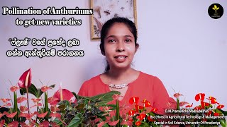 How to pollinate Anthuriums to get new varieties/ ඇන්තූරියම් පරාගනය කරන්නේ කෙසේද?