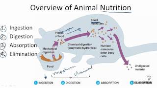 7.1.1 overview of animal nutrition