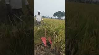 farming agriculture paddy crop # cutting machine trending andlatest#farming#😱😱😱😱