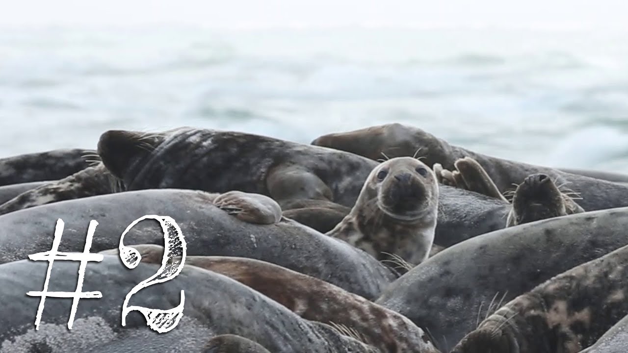 Måkläppen | Habbazutts Julkalender 2019 | #2