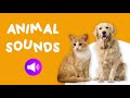 Animals sounds for children  20 amazing animals