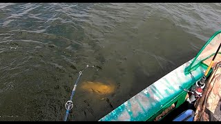 видео: Ловля сома на квок Сомовье эльдорадо Рыбалка на Волге картинка: Ловля сома на квок Сомовье эльдорадо Рыбалка на Волге