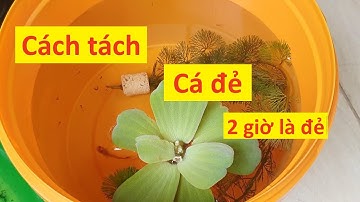 Cách Tách Đẻ Cho Cá Bảy Màu Nhanh Đẻ #cabaymaude #becathuysinh #datyeucayeucay #fullgold #guppyfish