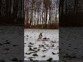 Rzadko spotykany kolor myszołowa.