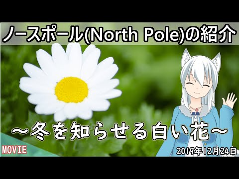 【日刊動画】 ノースポール(North Pole)の花言葉【2019年12月24日】