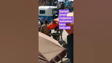 Haala Daldala Jimaa Magaalaa Awwadaay 