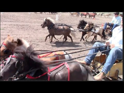 Miniature Chuckwagon Races at Heritage Park - YouTube