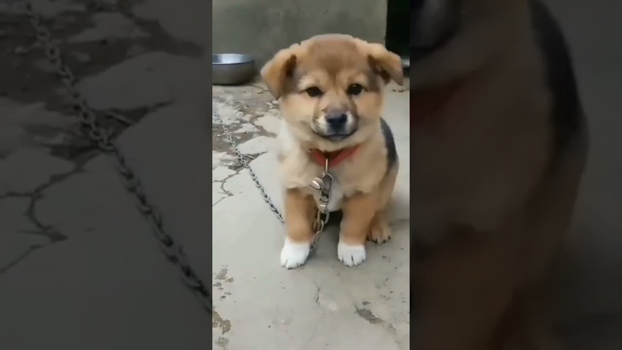 Dog cut sound 🥱😍👍🤙🥰🥺🥺