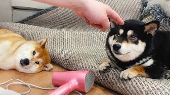 柴犬 Youtube 柴犬 Youtube