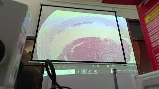 SISTEMA CIRCULATORIO HISTOLOGIA PRACTICA 