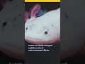 Axolotl exhibit opens at Birmingham Zoo