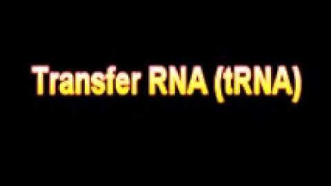 What Is The Definition Of Transfer RNA tRNA