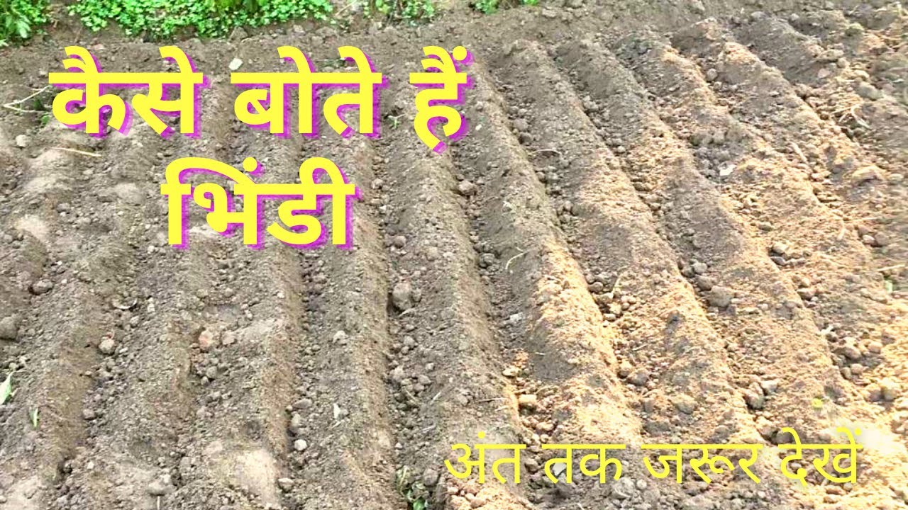 भिंडी के बीज को कैसे बोया जाता है,The Ladies Finger #Indian Village Beauty #vegitable #Natural