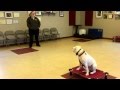 Bailey, 1 year old American Bulldog, working on her Bailey, 1 year old American Bulldog, working on her