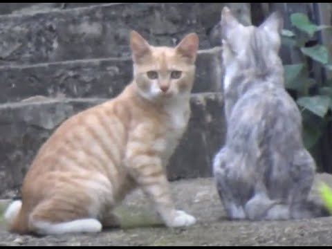 불교사찰 인근에서 만난 귀여운 고양이 가족들..A cute cat family that I met <strong>near</strong> a Buddhist temple...Jeonju.  全州市.. <strong>KOREA</strong>