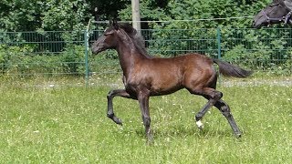 Baroness V Baron X Sarkozy X Fürst Heinrich