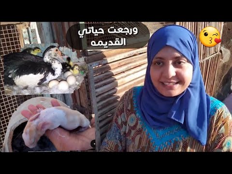 رجعنا بيتنا القديم طلعت للطيور كانت وحشاني لقيتها مبشراني بالخير 