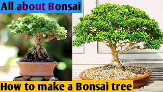 What is Bonsai ll How to make Bonsai tree easily at home ll Bonsai tree easy trick l KN Krishi Nepal