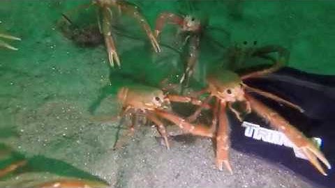 Spy Crabs Investigating Hand irl