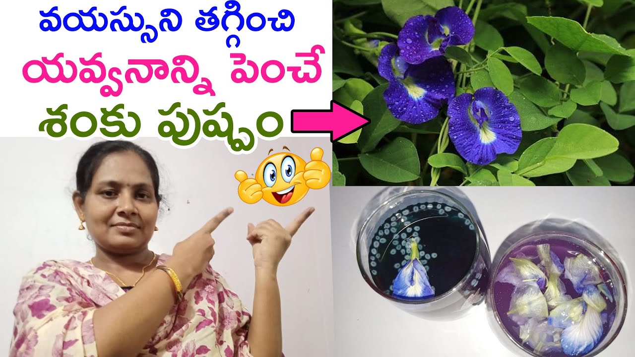 Health Benefits of Shanku Pulu Juice Butterfly pea flower tea